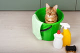 Tierisch sauber So wird der Frühjahrsputz im Katzenhaushalt zum Kinderspiel